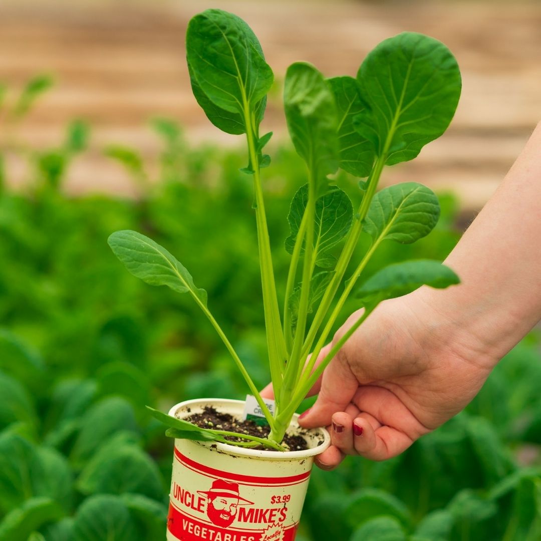 Brussel Sprouts – Jade Cross – 4″ Pot